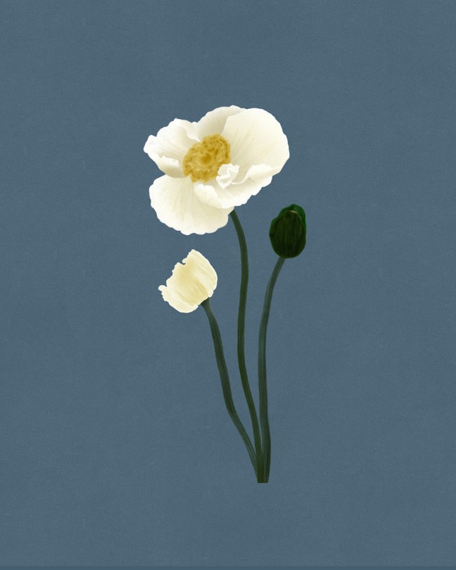 Illustration of a white flower with two budding stems and a blue background