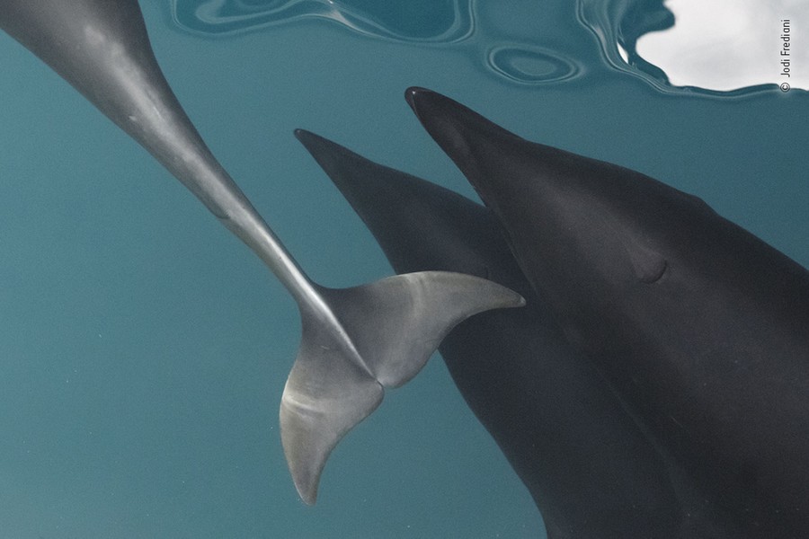 A top-down view of three dolphins swimming near a boat.