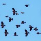 Birds flying agains a blue sky