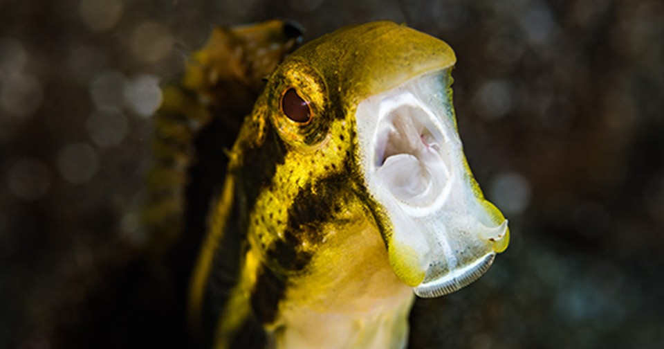A Tiny Fish With Terrifying Fangs and Opioid Venom - The Atlantic
