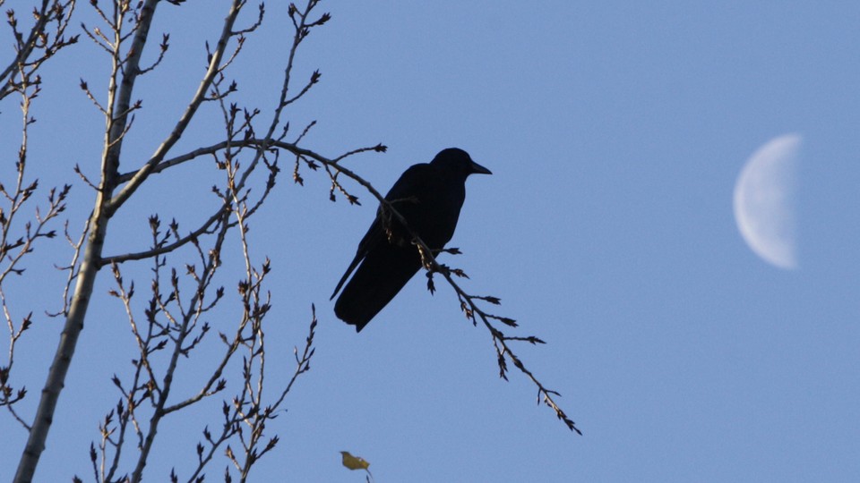 A crow in a tree next to a half-moon.