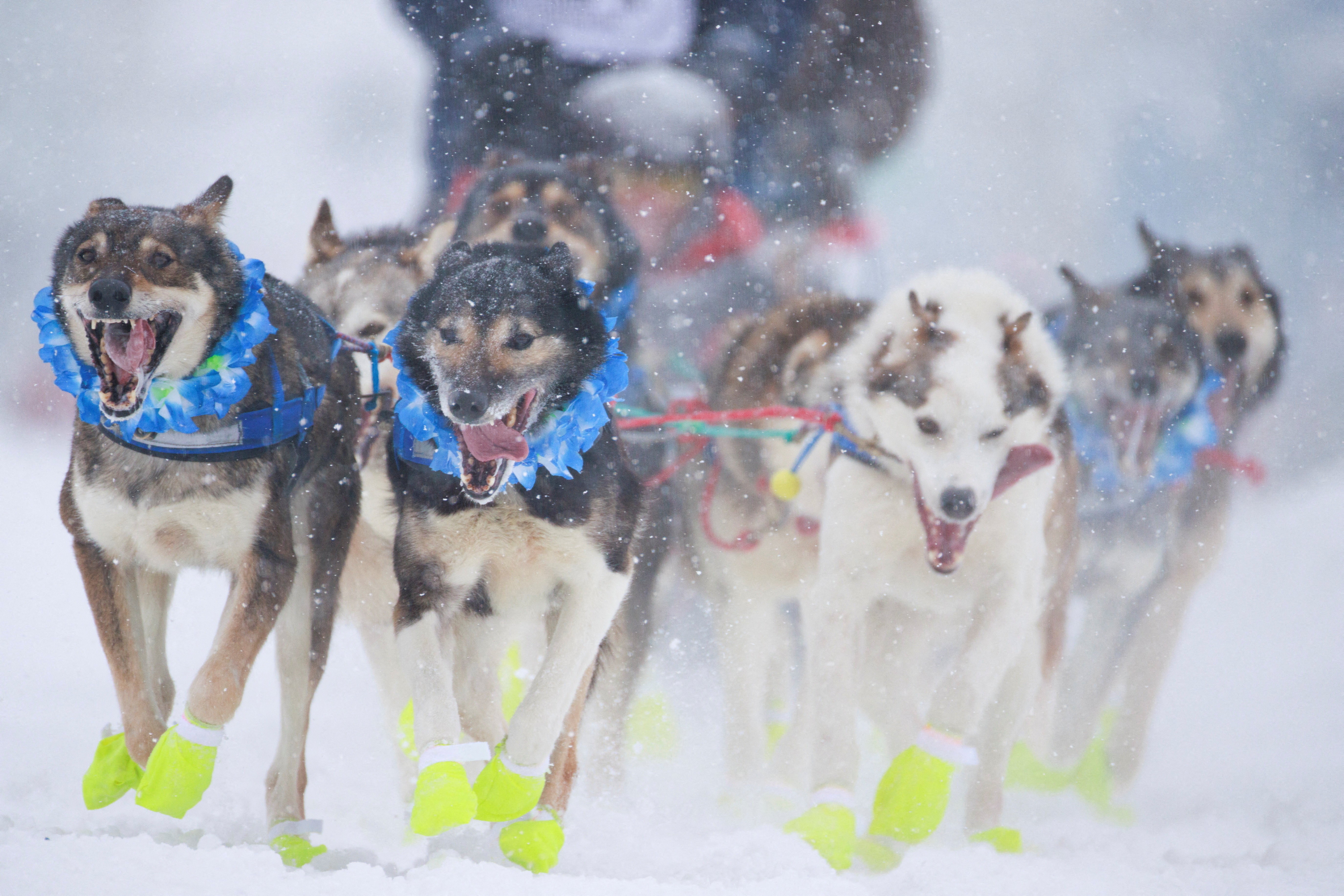 A team of sled dogs wearing yellow booties pulls a sled during a snowstorm.