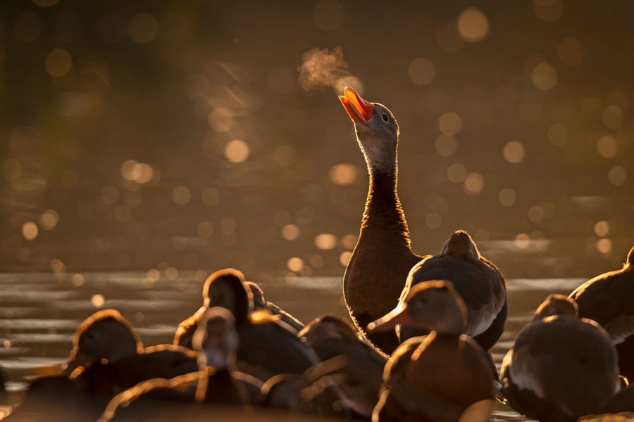A single black-bellied whistling-duck standing in a flock stretches its head higher than the other birds.