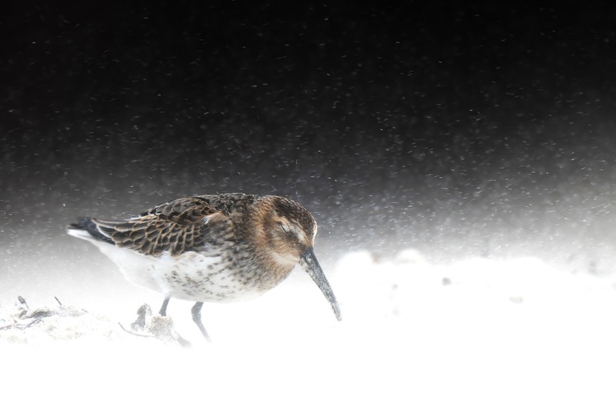 A small shorebird leans into wind and flying sand.