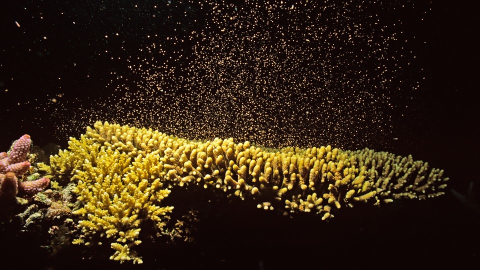 Coral spawning in the sea