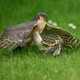 A sparrowhawk pins a young starling to the ground in a grassy field.