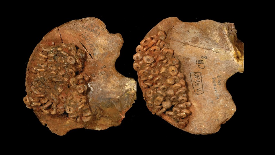 The pelvic bones of a child, decorated with ivory beads and ocher 
