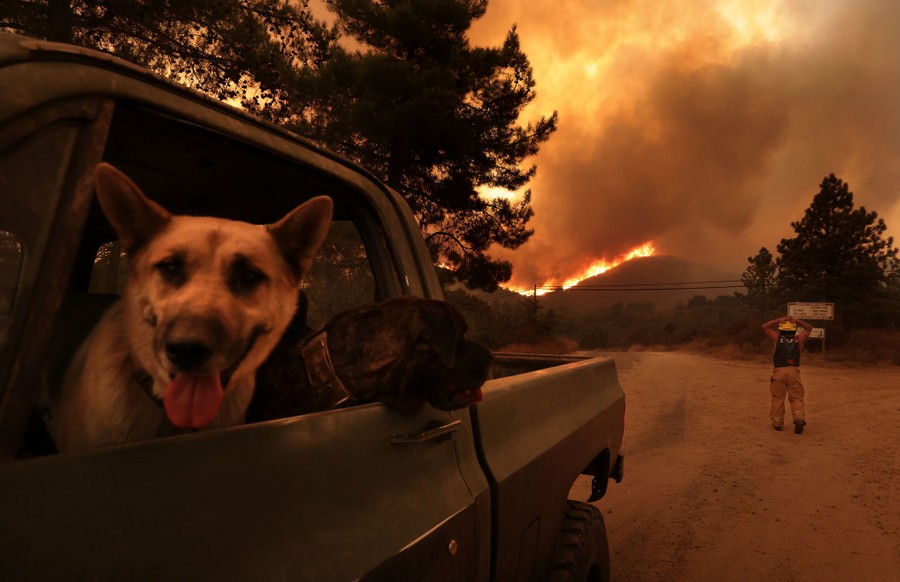 A person near a pickup truck with at least two dogs in the cab stands in a road, watching a nearby wildfire.