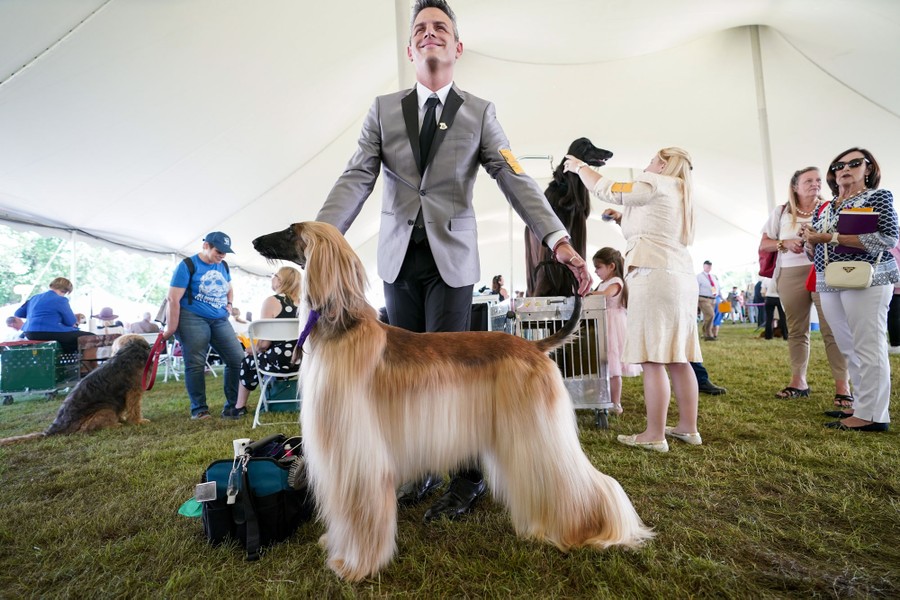 A person stands in a tent, beside a tall dog with a long flowing coat.