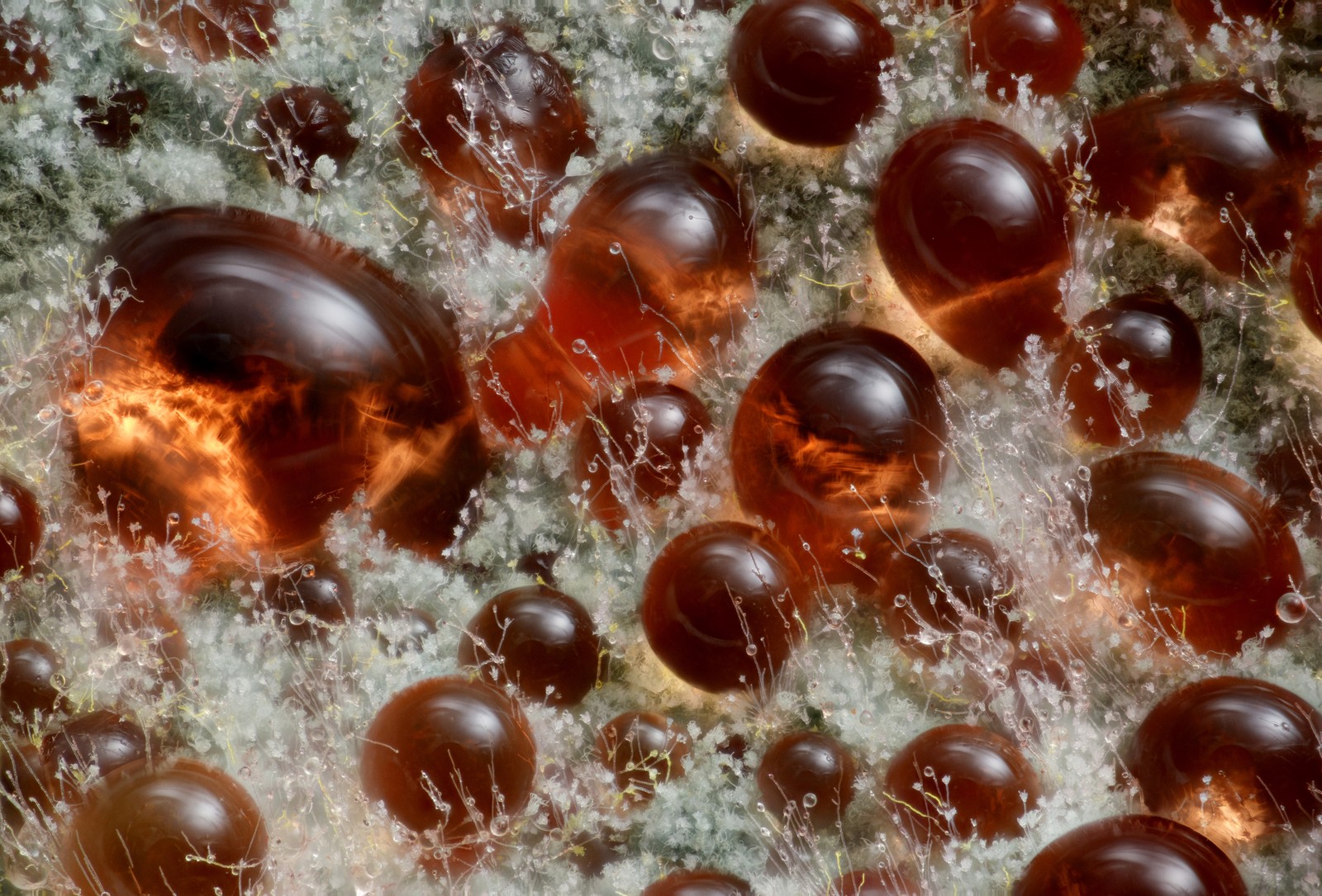 Reddish-colored blobs among other bits of fungus