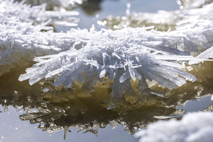 Branching ice crystal structures form on a salt lake.