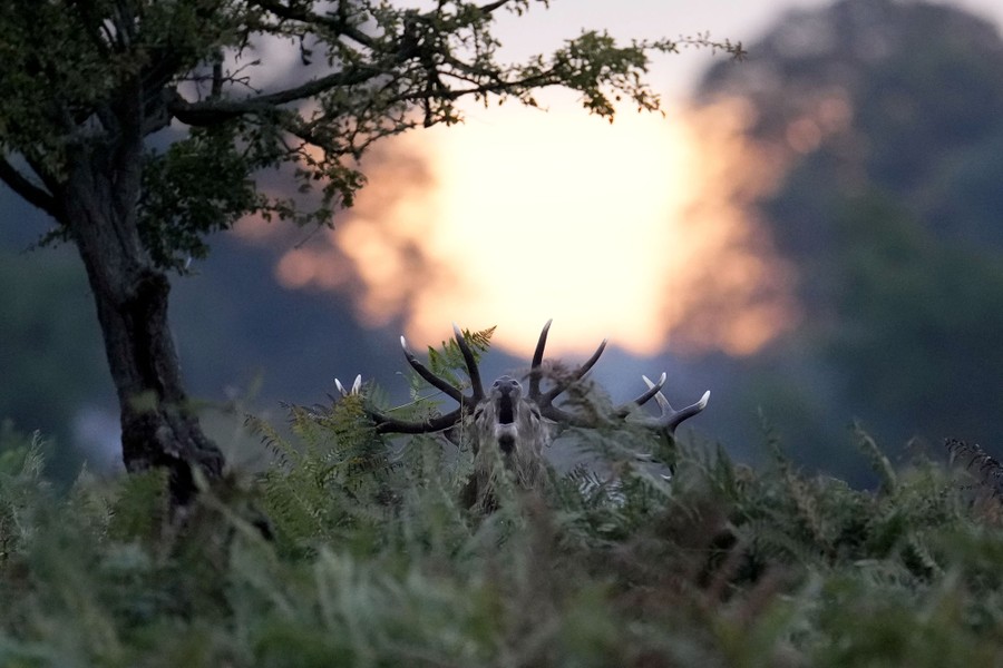 A deer raises its head in thick greenery in a park at sunset.