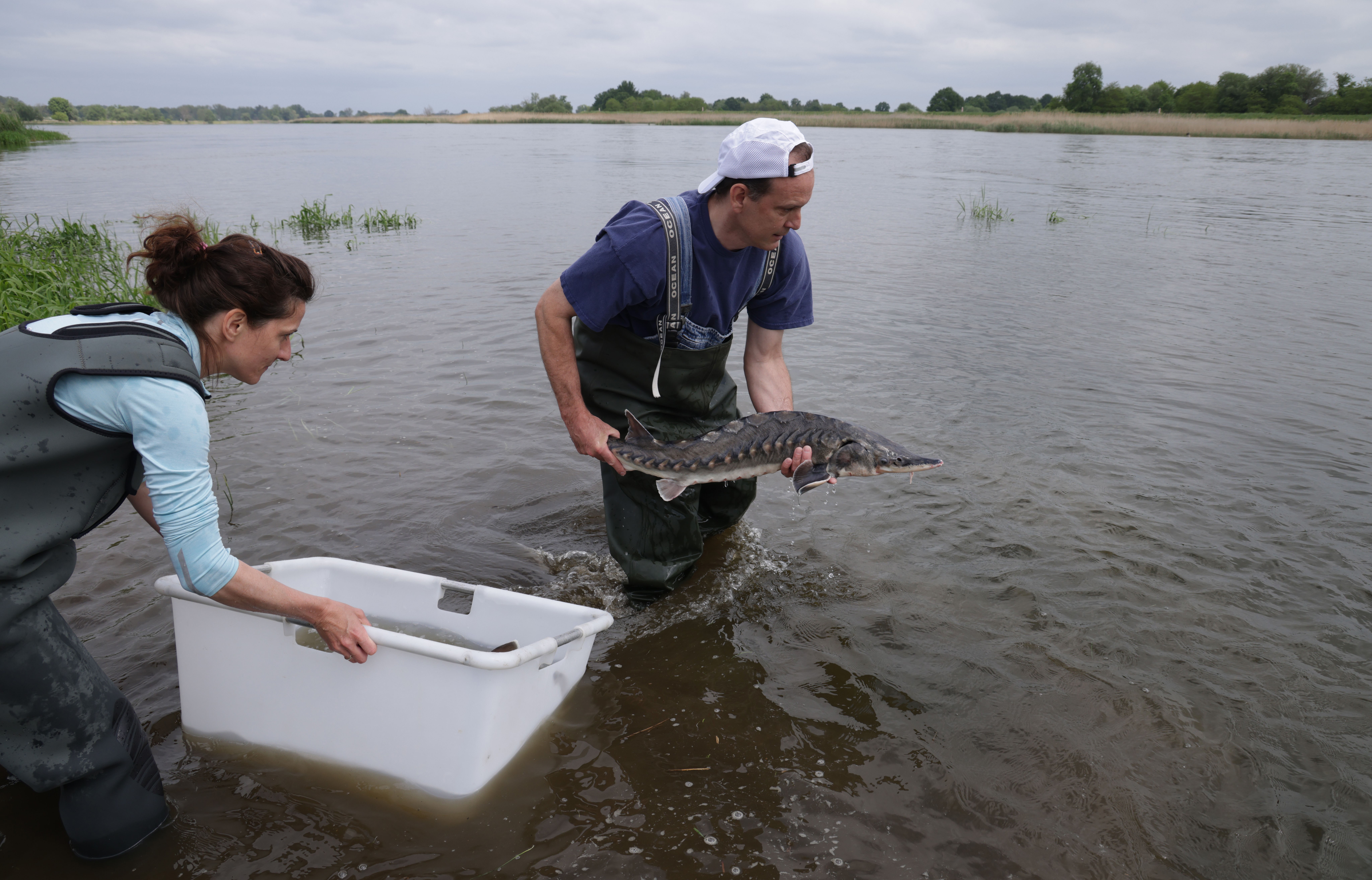Two people in waders stand knee-deep in river water, while releasing a sturgeon into the wild.