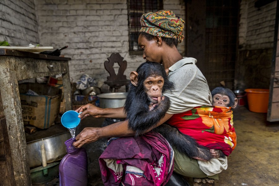 A person kneels down to pour water, while holding two young chimpanzees close to their front and back.