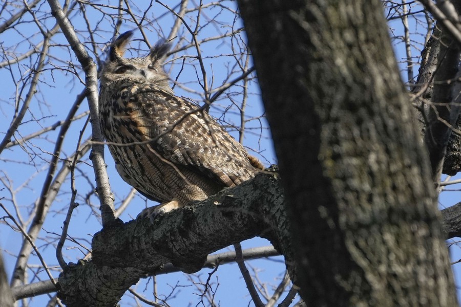 A windblown owl perches on a branch.