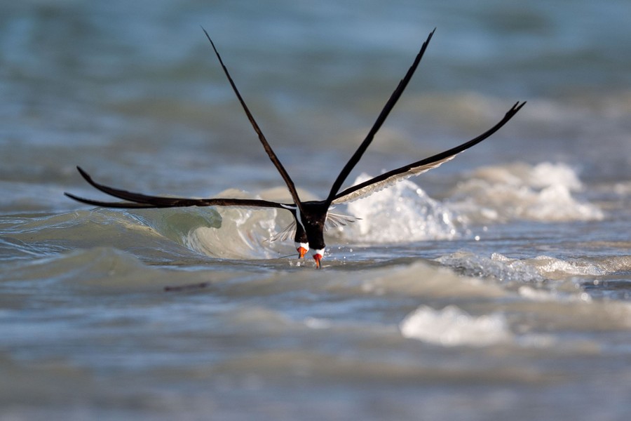 Three black skimmers fly directly in line with one another toward the photographer, above small waves.
