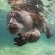 An underwater view of a monkey swimming in shallow seawater