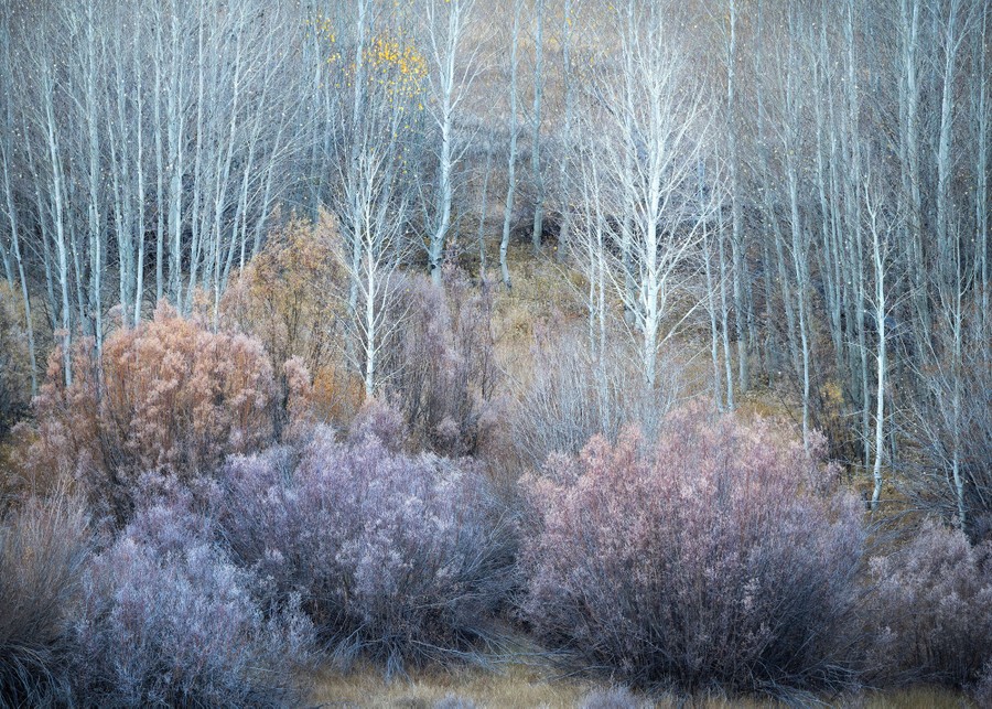 Bare trees and bushes are seen on a mountainside.