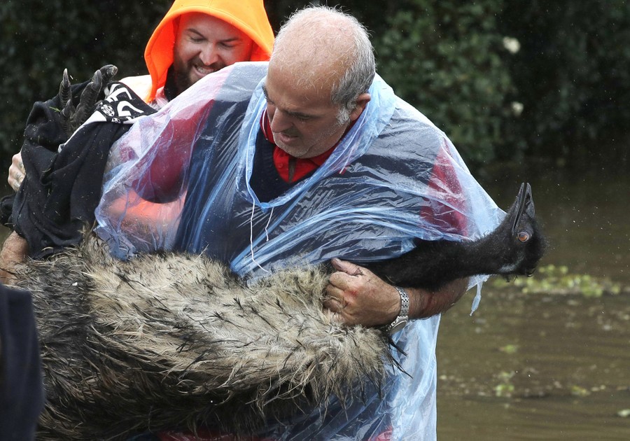 A man carries a large emu through floodwaters.