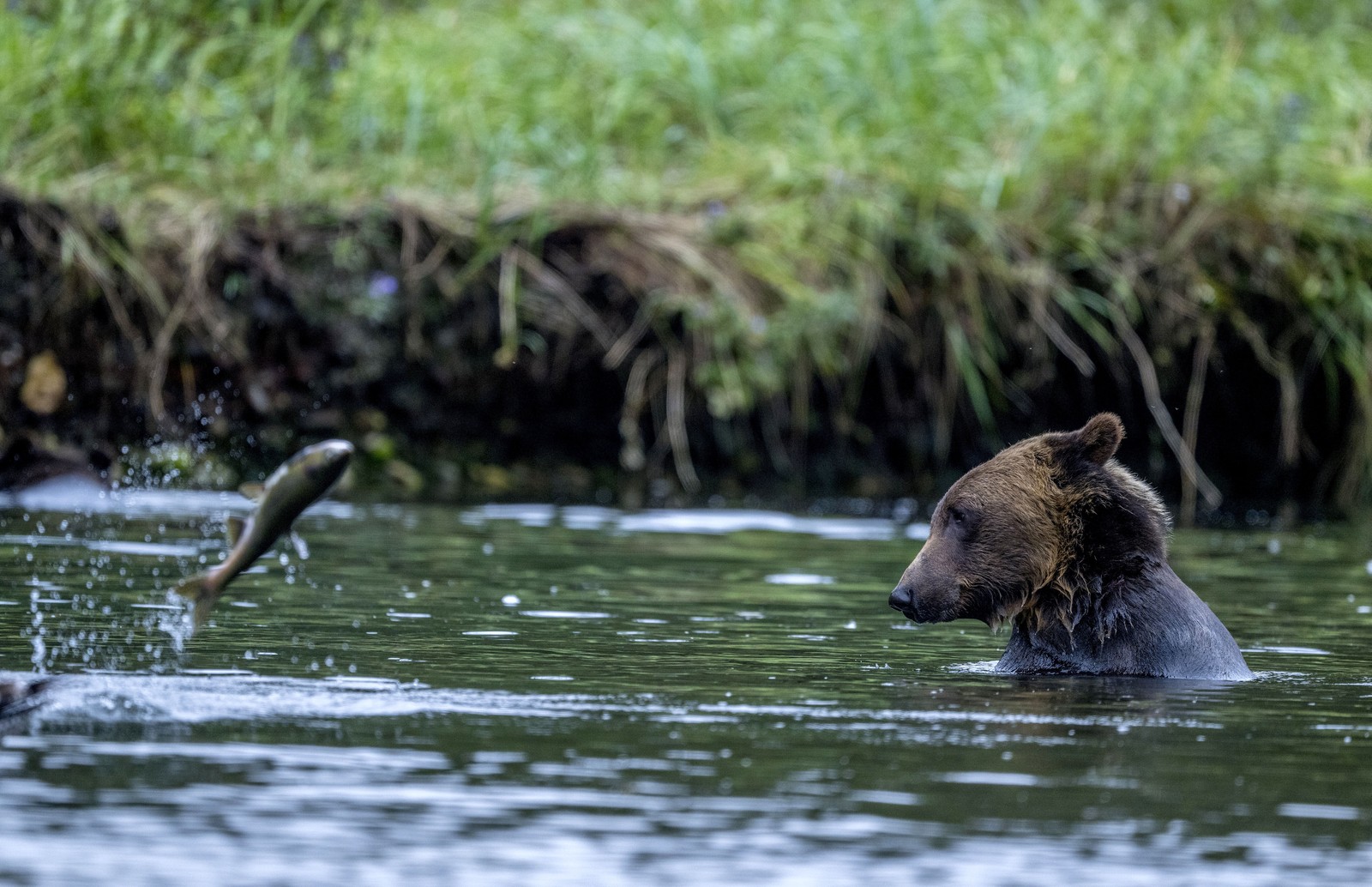 A bear sits, mostly-submerged in a river, as a salmon leaps out of the water nearby.