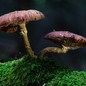 two mushrooms with broad, brown caps and tan stalks grow out of a moss-covered substrate