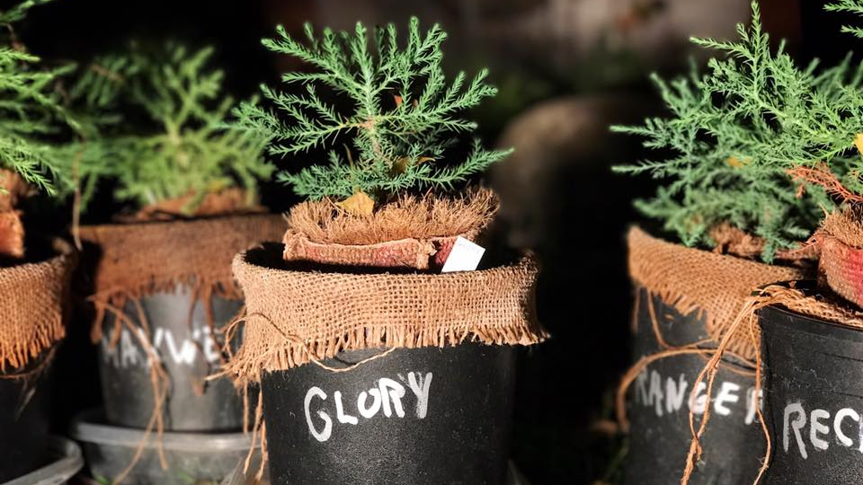 Giant Sequoia seedlings, planted at Otis College of Art and Design, in Los Angeles