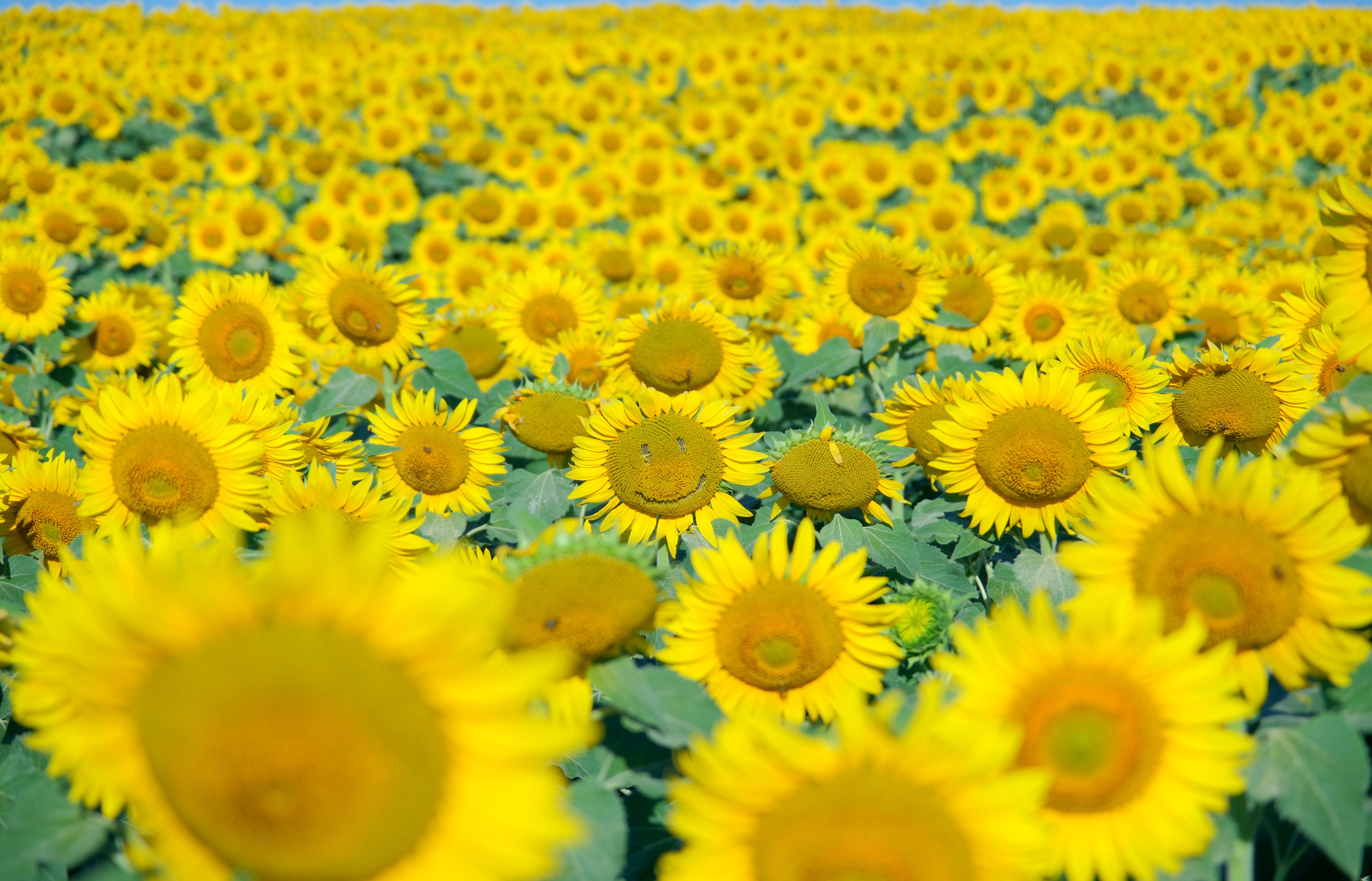 A field of sunflowers, with one having a 'happy face' made on it by removing some of its seeds