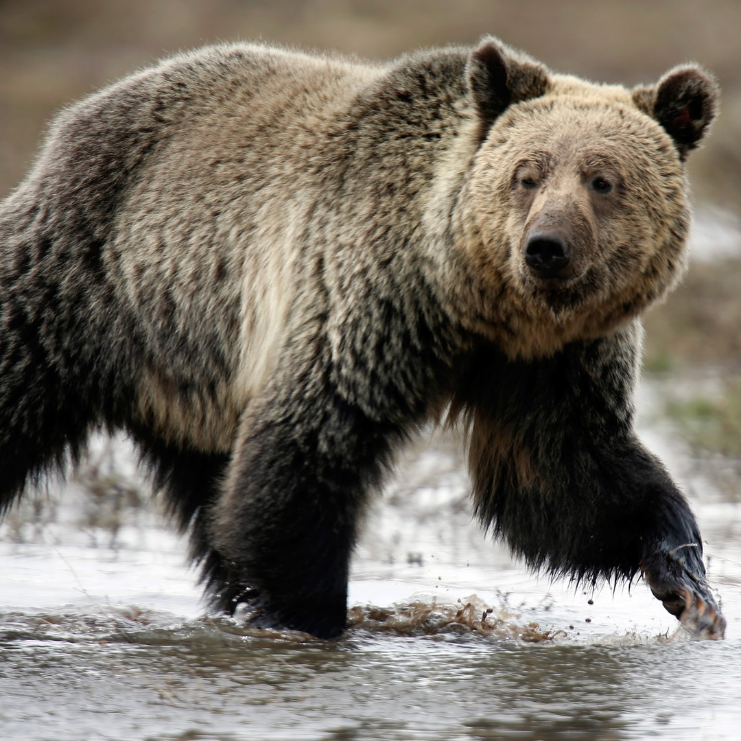 Grizzly Bears Have a Human Problem - The Atlantic
