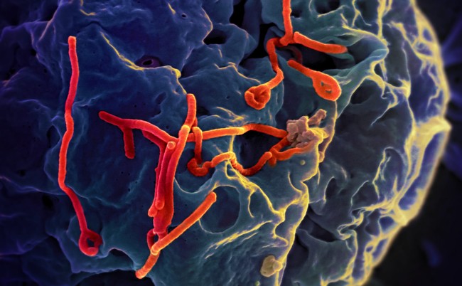 How the CDC is Hacking Ebola