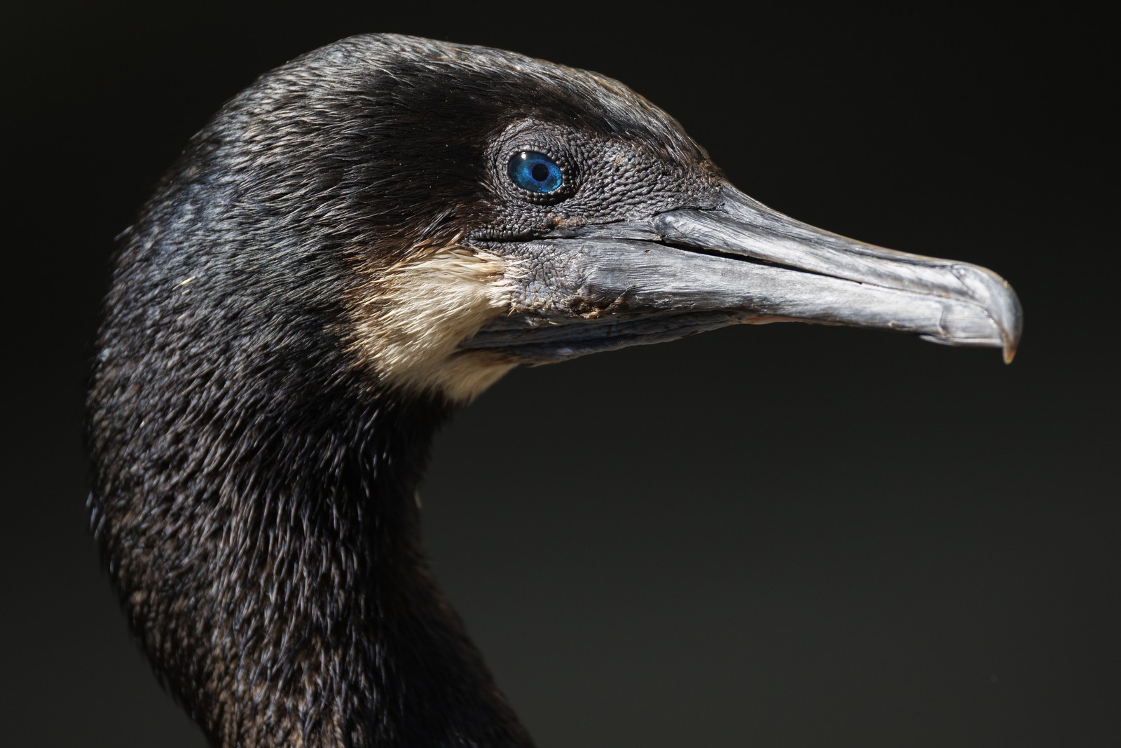 A close profile view of a seabird with black feathers and blue eyes.