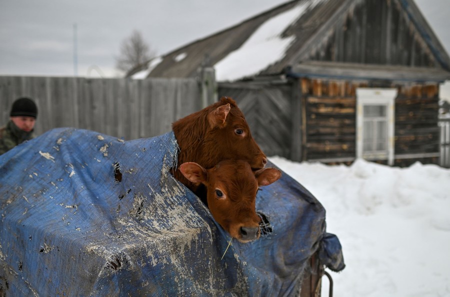 Two calves poke their heads out of a tarp covering a cart.