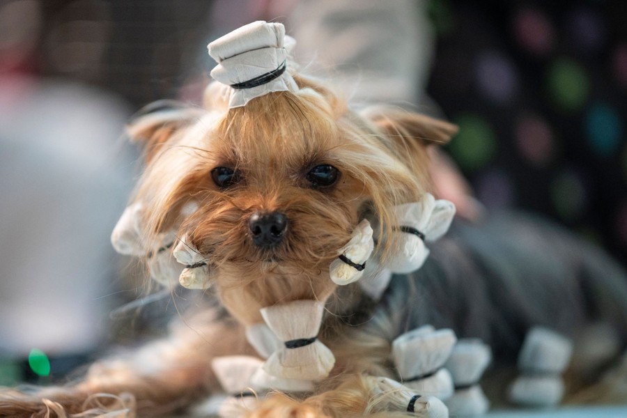 Photos From the 2020 Westminster Dog Show - The Atlantic