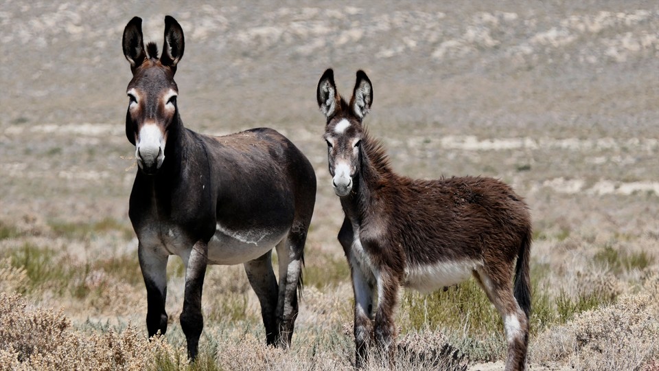 Wild donkeys in Nevada