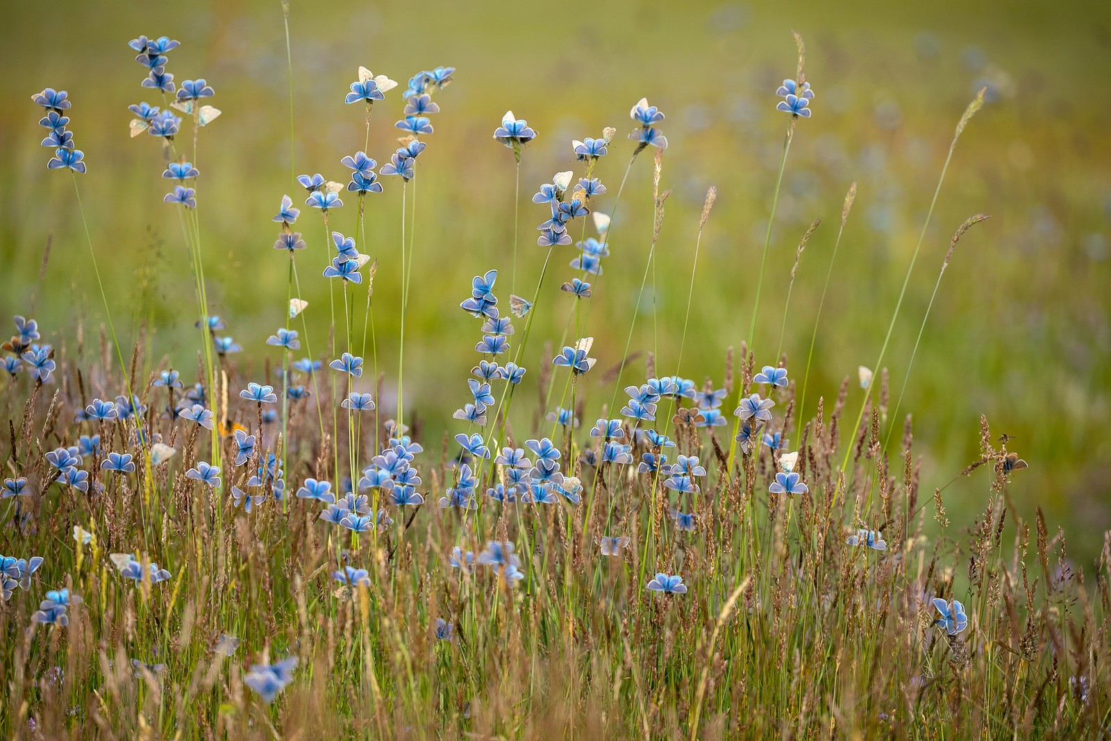 Dozens of blue butterflies cling to tall grass stalks, looking like a field of blue flowers.