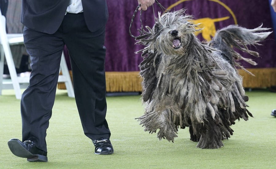 A shaggy sheepdog trots behind a handler.