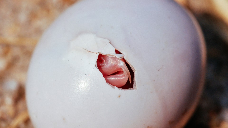 a honeyguide poking out of its egg