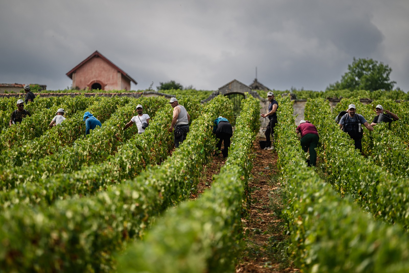 About a dozen people are seen working in a vineyard.