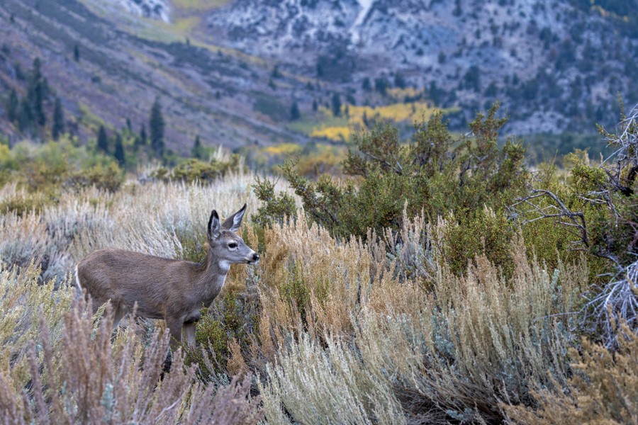 A deer walks through brush in a mountain valley.