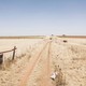 A color photo looking down a dirt road lined by wire fencing and surrounded by dry fields.