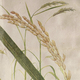 a collage showing vintage illustrations of wheat, rice and oat crops
