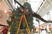 A Diplodocus is being assembled. 