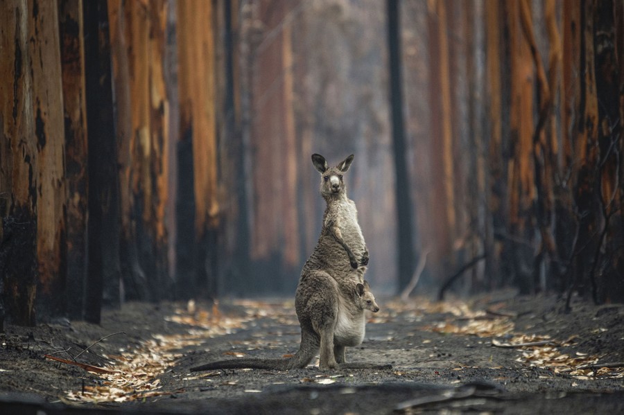 A mother kangaroo and her joey (in pouch) stand amid scorched trees after a bushfire.