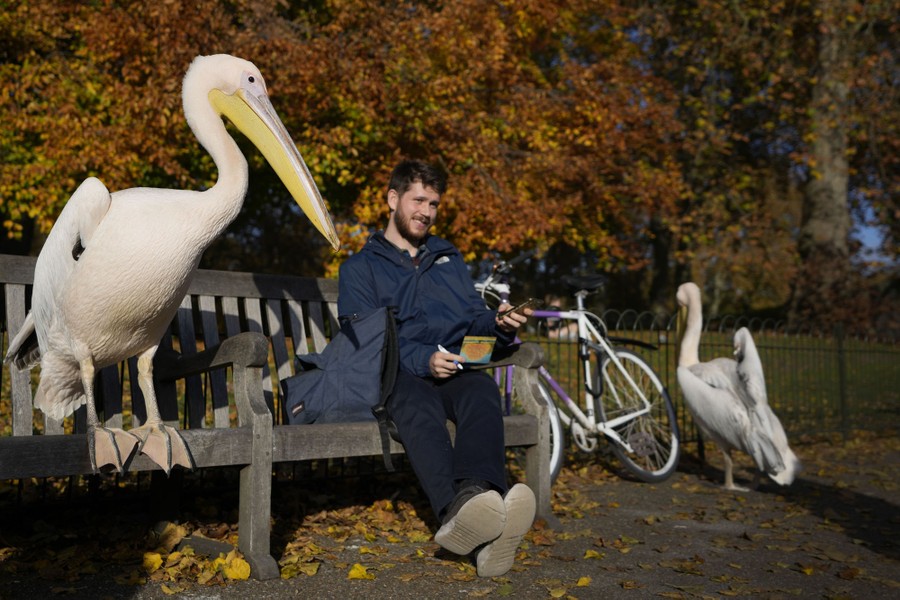 A large bird perches on a park bench beside a man.