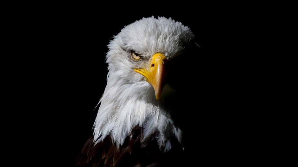 A bald eagle