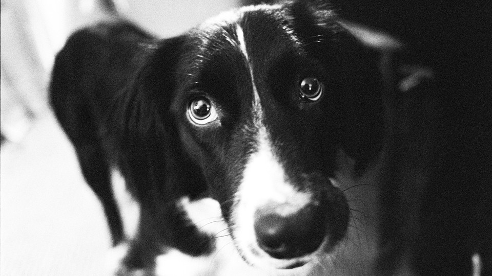 A dog stares up in black-and-white.