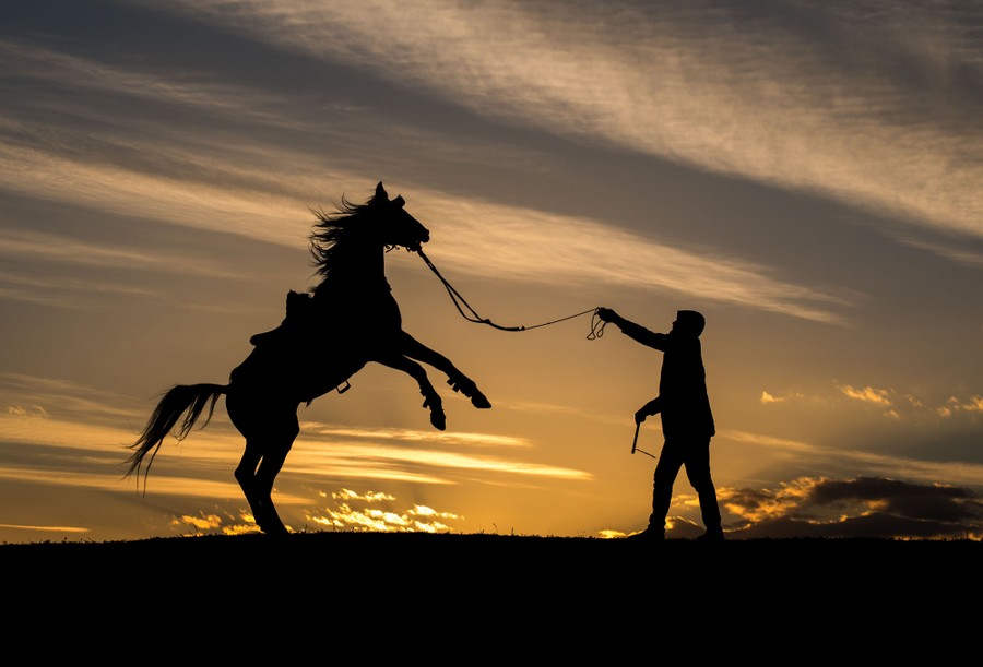 A man works with a rearing horse at sunset, in silhouette.