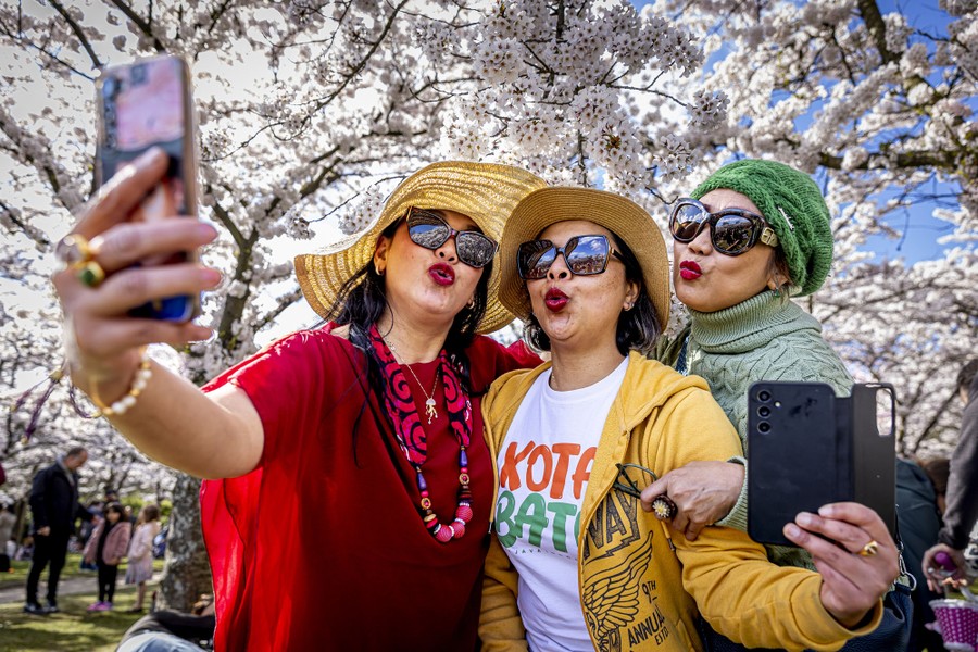 Three people make faces while posing together for a selfie beneath blooming cherry trees.