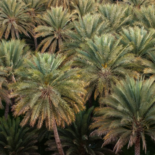 The Date Trees Grown From 2,000-Year-Old Seeds - The Atlantic