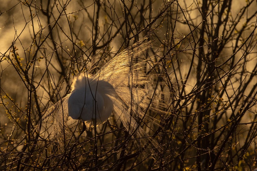 An egret perches in dew-covered tree branches.