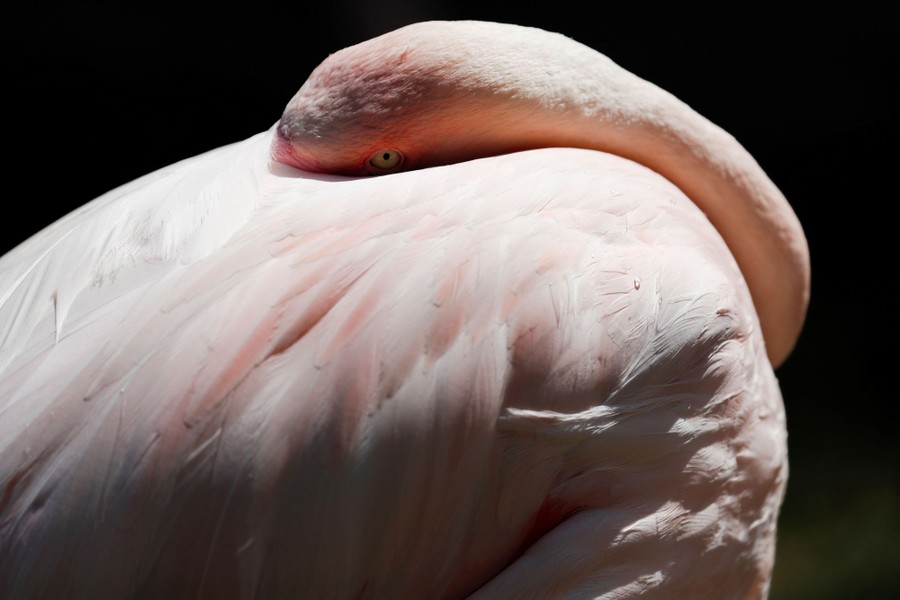 A flamingo rests its head on its back.